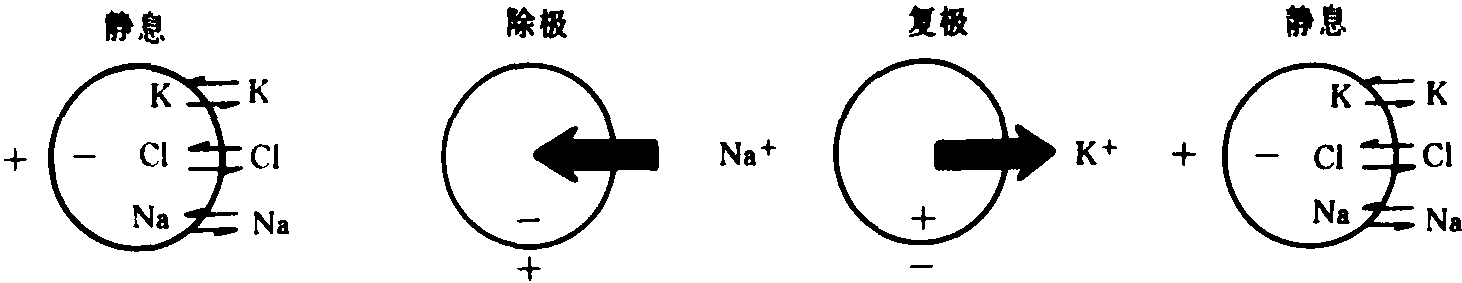 心肌細胞膜電位的離子基礎(chǔ)